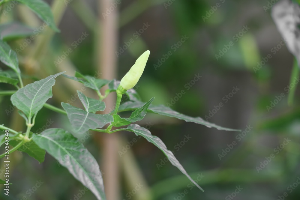 paprika hot, chili fresh on tree with green leaf paprika hot, chili fresh on tree with green leaf