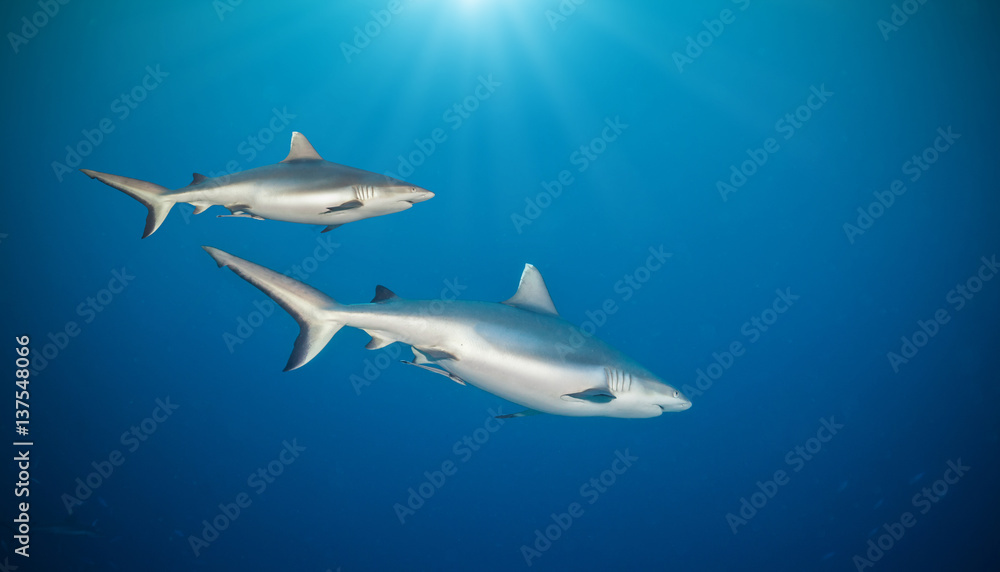 Two sharks floating in deep water