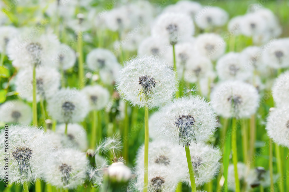Naklejka premium Fluffy beautiful dandelions in field close up