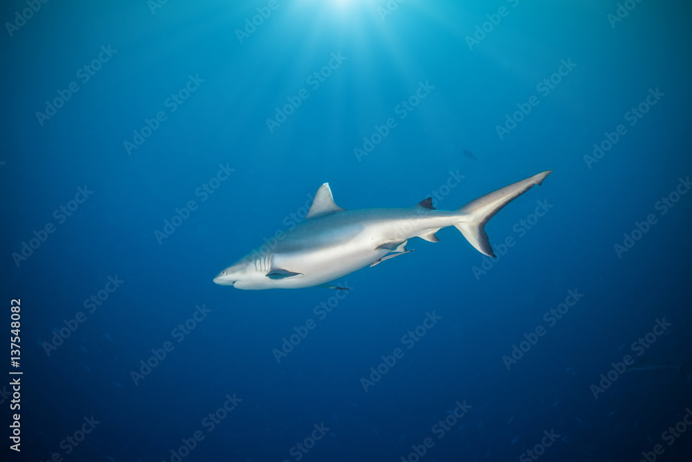 Whitetip shark floating in deep water