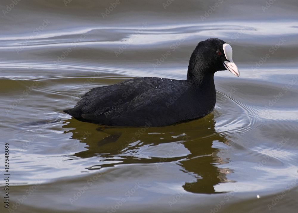 Eurasian coot (Fulica atra). Swimming on the water. Eurasian coot (Fulica atra). Swimming on the water.