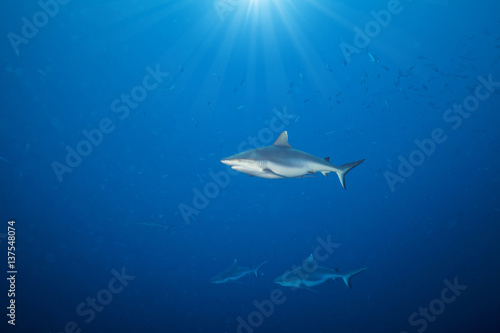 Whitetip sharks floating in deep water
