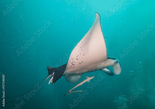 Beautiful big manta ray in deep blue ocean
