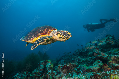 Fototapeta Naklejka Na Ścianę i Meble -  Maldivian hawkbill turtle floating on bottom of sea