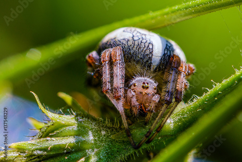 The female spider araneus sitting in his nest