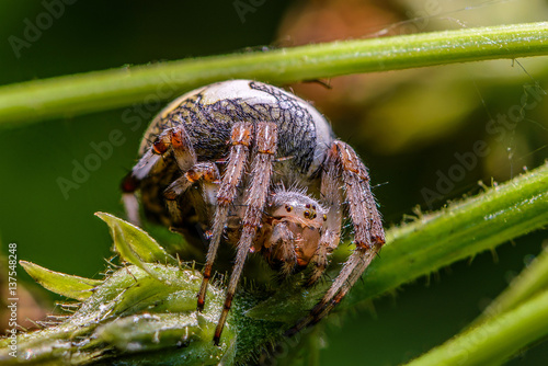 The female spider araneus sitting in his nest photo