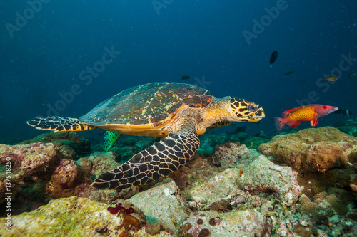Maldivian hawkbill turtle floating on bottom of sea