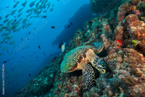 Maldivian hawkbill turtle floating on bottom of sea © Jag_cz