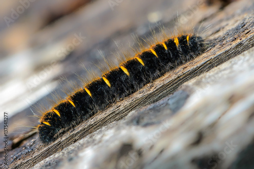 Hairy caterpillar of butterfly macrothylacia rubi creeping on th photo