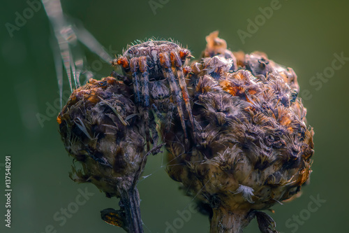 The female spider Araneus sitting in its nest and keeps the sign photo