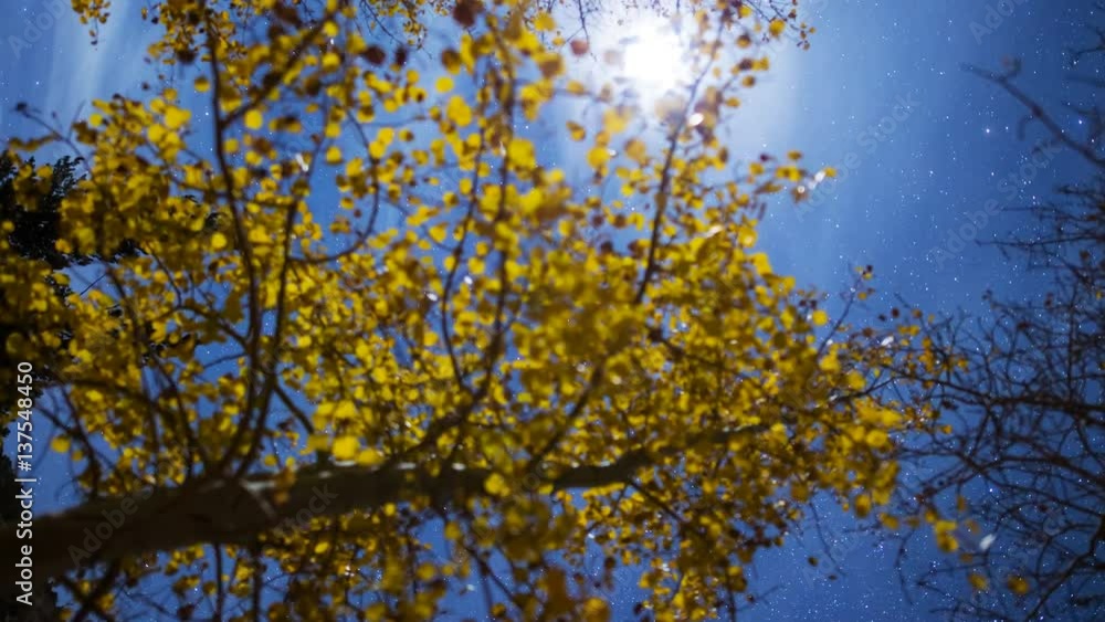 Astro Timelapse of Moon thru Aspen Fall Foliage in Eastern Sierra -Vertical- Astro Timelapse of Moon thru Aspen Fall Foliage in Eastern Sierra -Vertical-