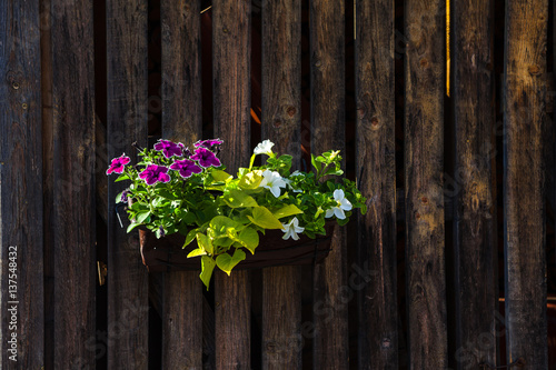 Colorful flowers in a pot on a rustic wooden wall
