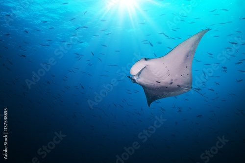 Fotografie, Obraz Beautiful big manta ray in deep blue ocean