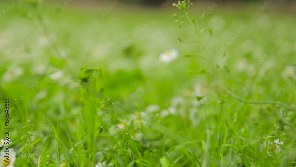 Macro view of nature Macro view of nature