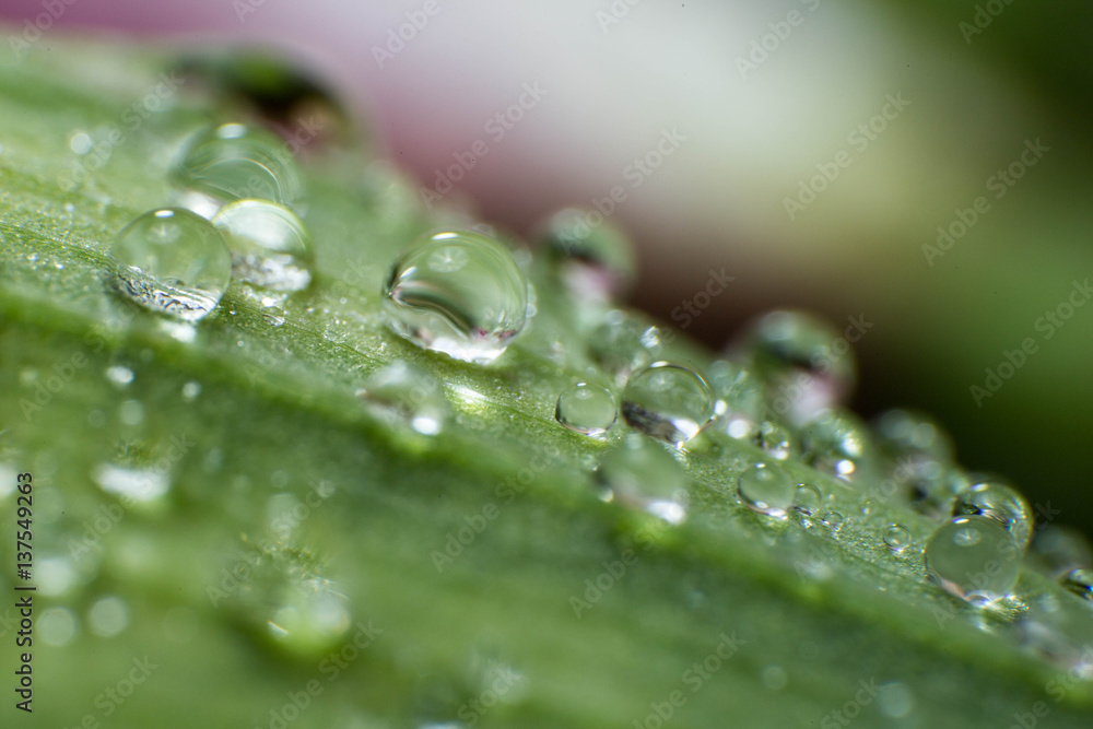 spring summer green leafs waterdrops macro picture useful for background spring summer green leafs waterdrops macro picture useful for background