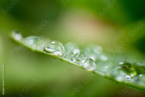 spring summer green leafs waterdrops macro picture useful for background