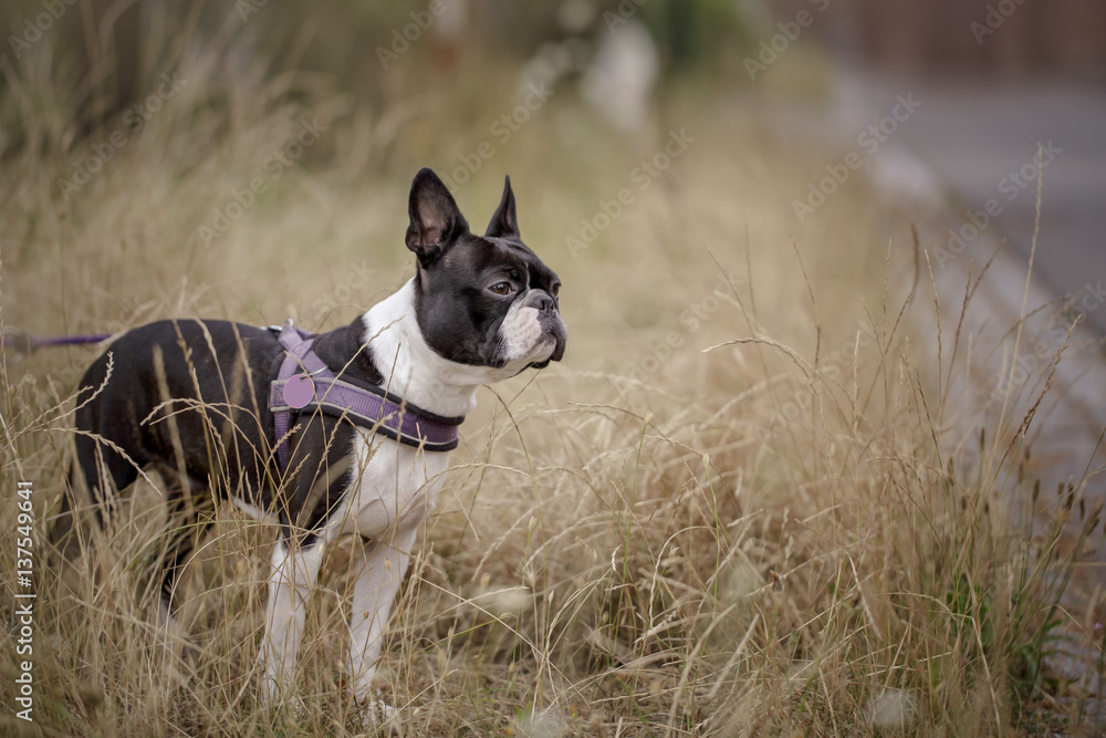 Boston Terrier in the Grass