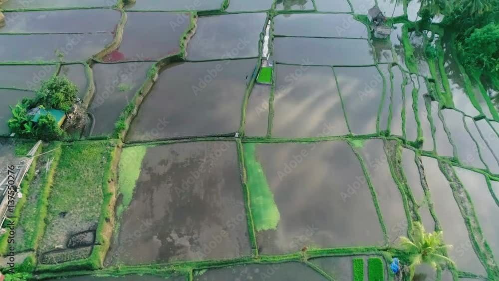 Aerial video of balinese rice terraces near Ubud Aerial video of balinese rice terraces near Ubud