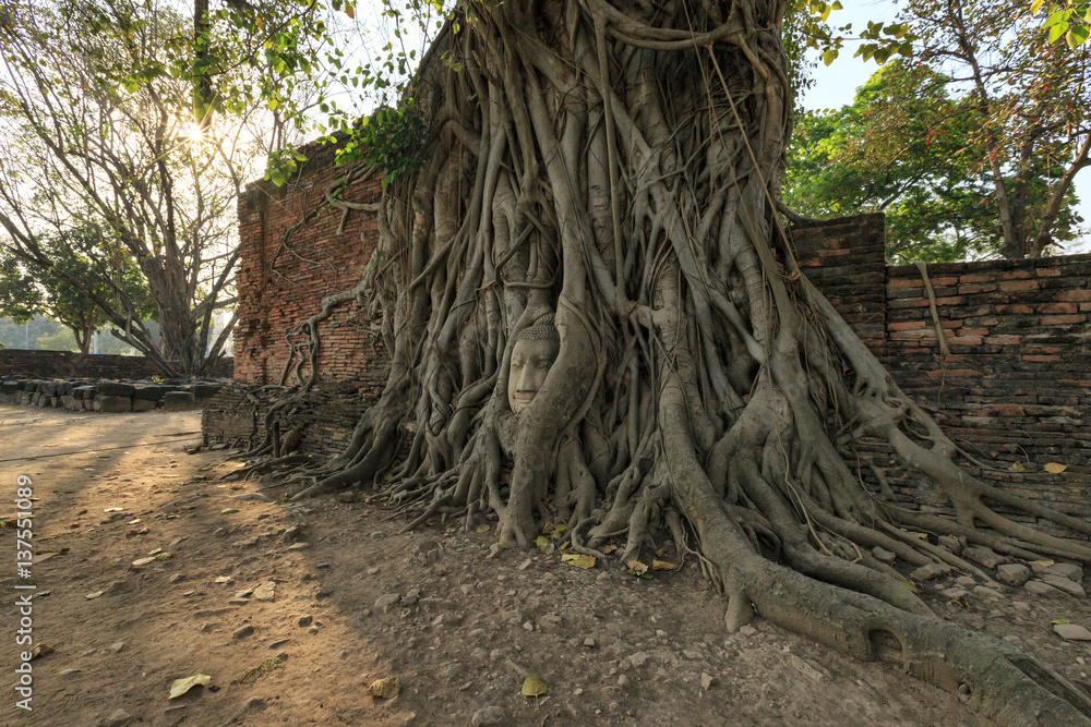 buddha head surround by root tree at Ayutthaya, Thailand