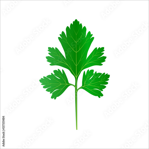 Green vector parsley. Leaves icon