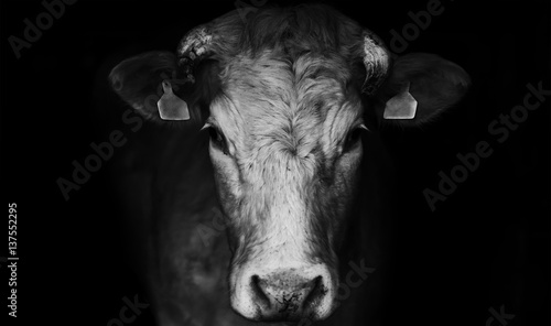 Sad farm cow close up portrait on black background. photo