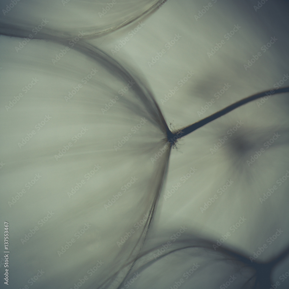 Dandelion seeds. Macro photo