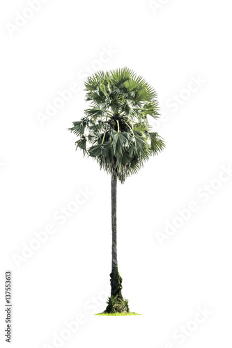 Tree (Sugar palm) isolated on white background © pongmoji
