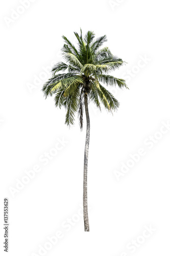 Tree  Coconut palm  isolated on white background