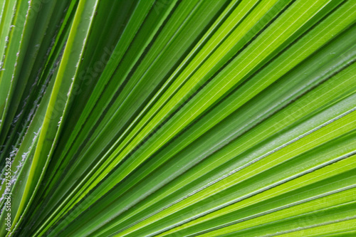 Lines and textures of Green Palm leaves © OneyWhyStudio