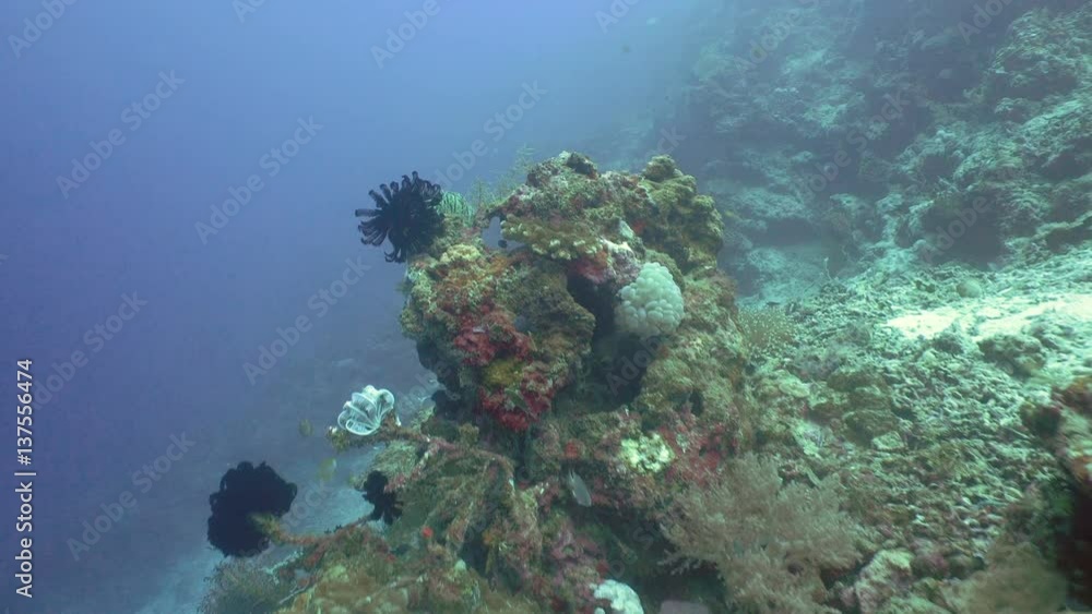 Fish and coral reef. Tropical fish on a coral reef. Wonderful and beautiful underwater world with corals and tropical fish. Hard and soft corals. Diving and snorkeling in the tropical sea. Travel Fish and coral reef. Tropical fish on a coral reef. Wonderful and beautiful underwater world with corals and tropical fish. Hard and soft corals. Diving and snorkeling in the tropical sea. Travel