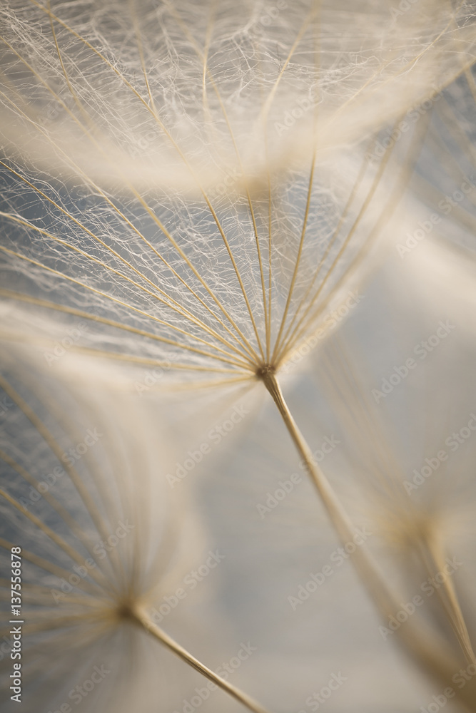 Dandelion seeds super macro. spring backgroud