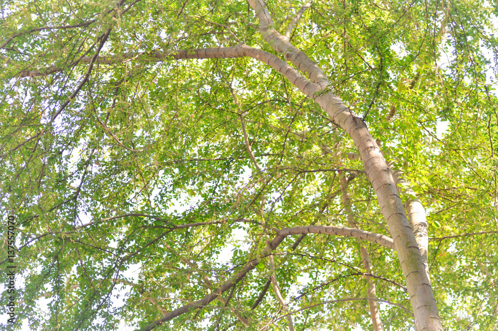 Fototapeta premium leaf, tree and sky background (blur background)