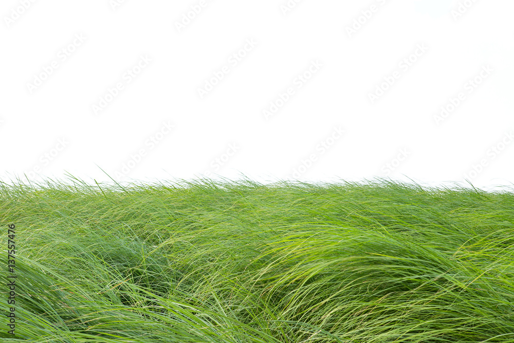 Grass isolated on white background. Grass isolated on white background.