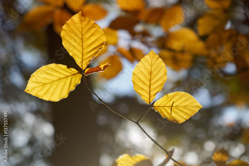 Golden autumn leaves illuminated