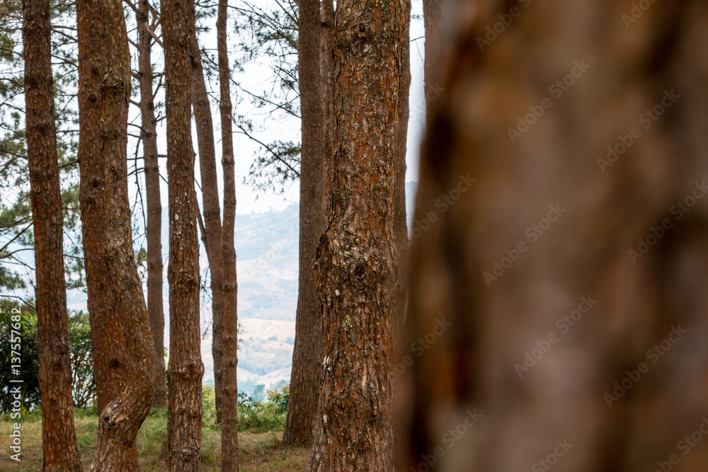 Fototapeta premium Forrest of green pine trees