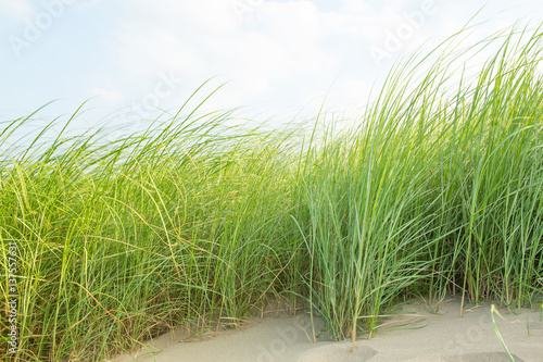 Fototapeta Naklejka Na Ścianę i Meble -  Grass on the sand.