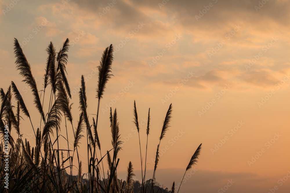 Sugar cane flower Sunrise,Beauty blue sky and clouds in daytime in Thailand Sugar cane flower Sunrise,Beauty blue sky and clouds in daytime in Thailand