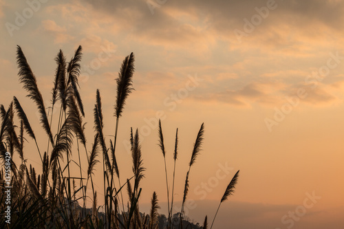 Sugar cane flower Sunrise,Beauty blue sky and clouds in daytime in Thailand