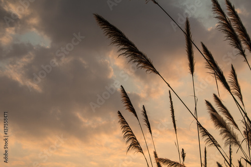Sugar cane flower Sunrise,Beauty blue sky and clouds in daytime in Thailand