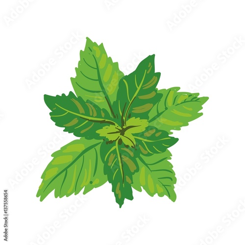 Melissa or mint isolated on white background. Healthy organic plant.