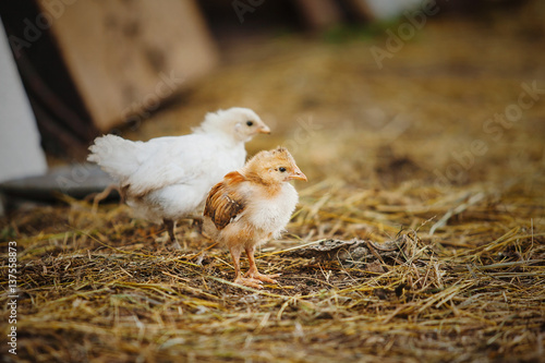 Bild auf Leinwand Little chickens on the dry grass. Small hens or cocks