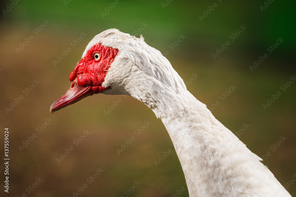 Fototapeta premium Musky duck or indoda on walk. White Muscovy bird