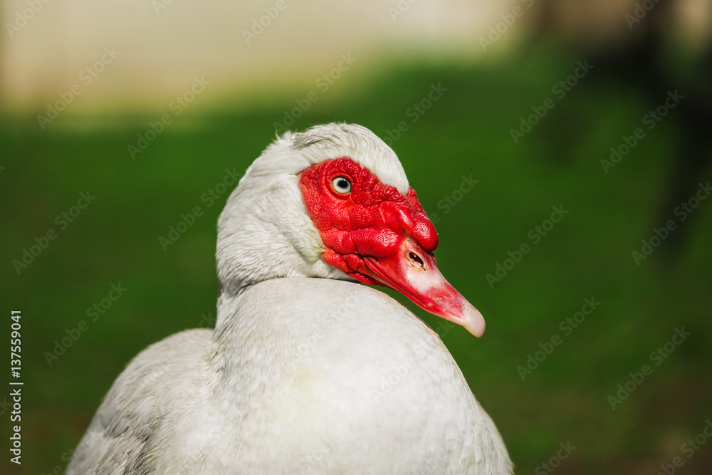 Musky duck or indoda on walk. White Muscovy bird