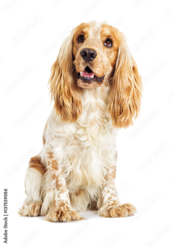 English Spaniel dog on a white background English Spaniel dog on a white background