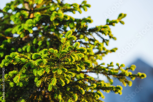 New pine branches isolated on blurred background.