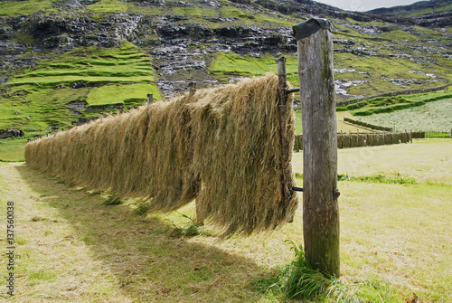 drying hay on Iceland in summer