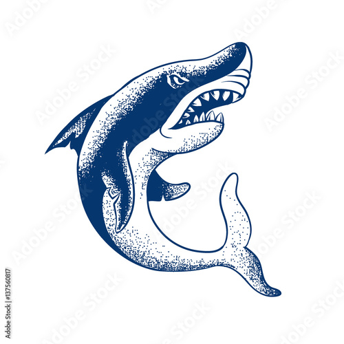 shark isolated on white background