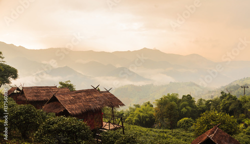 sunrise at tea field