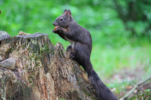 Black squirrel with nut in the city park