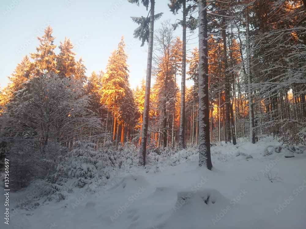 Fototapeta premium Bäume, Winter, Schnee, Regen, Natur, Berge, Motorrad